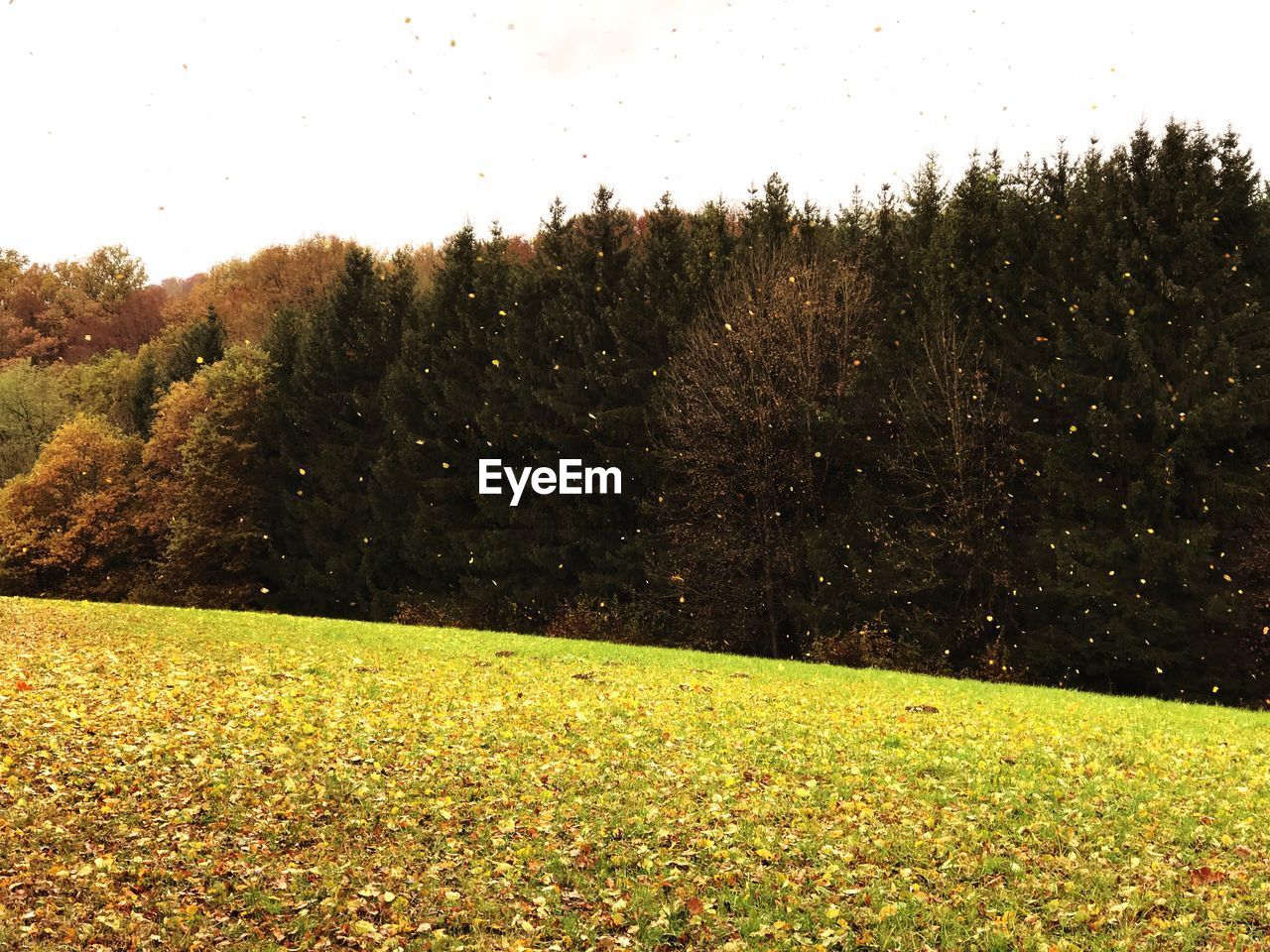 SCENIC VIEW OF TREES AGAINST SKY