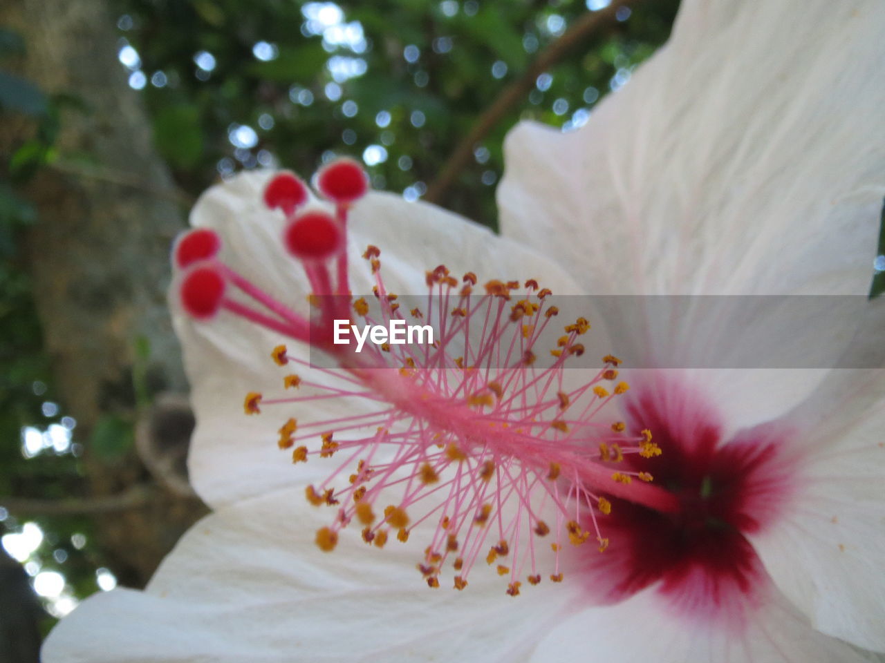 CLOSE-UP OF FRESH WHITE HIBISCUS BLOOMING ON TREE