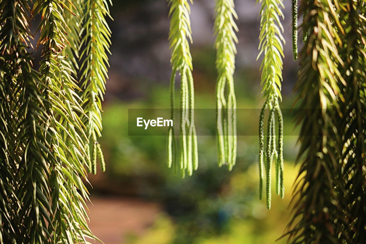 CLOSE-UP OF FRESH GREEN LEAVES
