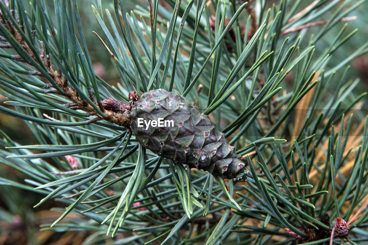 CLOSE-UP OF PINE TREE OUTDOORS