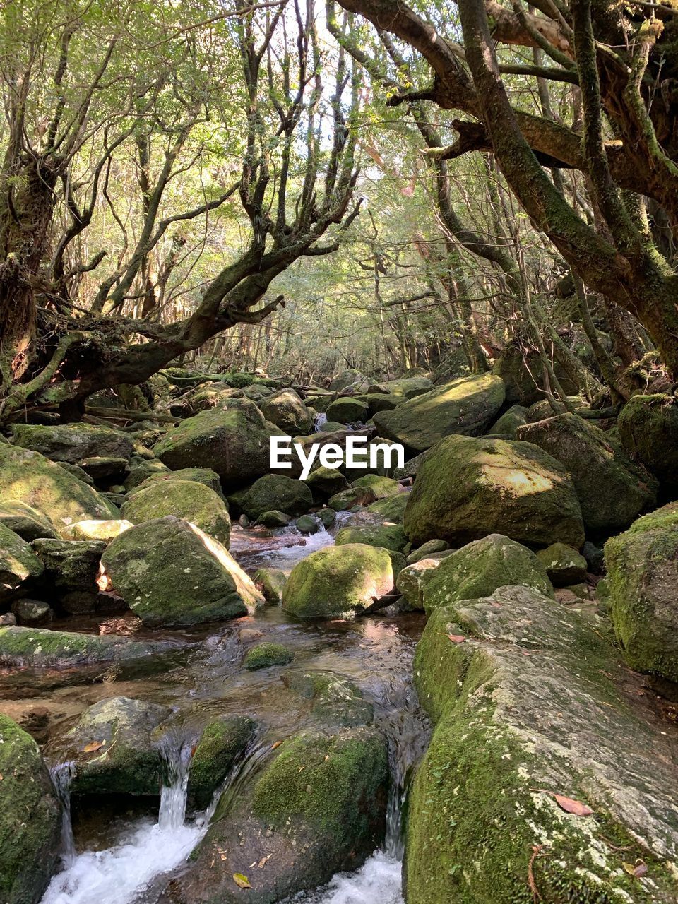 SCENIC VIEW OF STREAM FLOWING THROUGH ROCKS