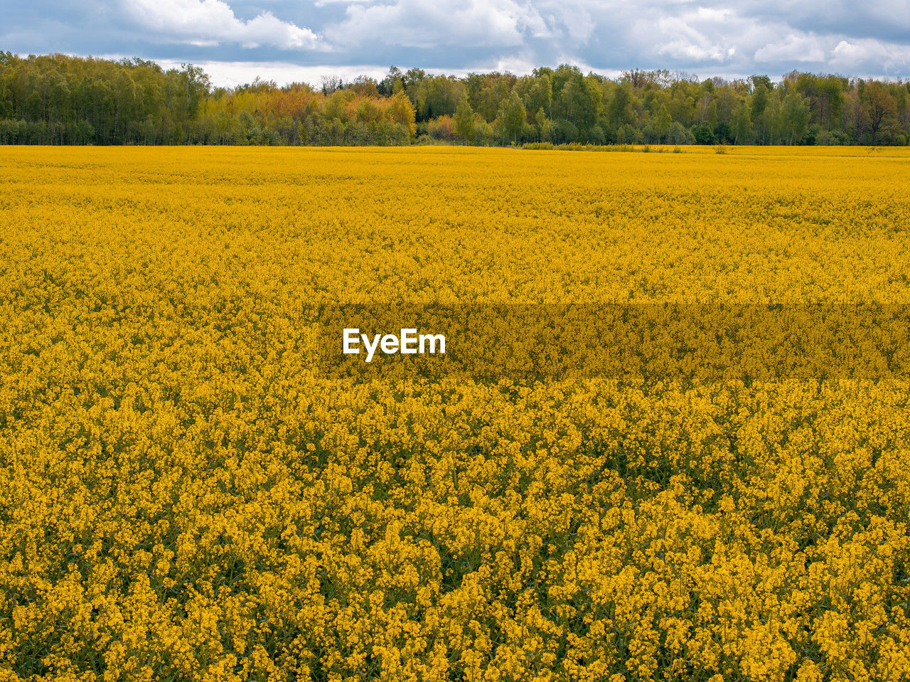 landscape, plant, vegetable, rapeseed, field, land, agriculture, produce, rural scene, environment, yellow, beauty in nature, food, flower, canola, sky, crop, scenics - nature, oilseed rape, growth, flowering plant, cloud, freshness, nature, farm, tranquility, abundance, prairie, tranquil scene, plain, tree, no people, springtime, idyllic, brassica rapa, day, grassland, vibrant color, blossom, outdoors, fragility, meadow, non-urban scene, mustard, rural area, cultivated, sunlight, summer
