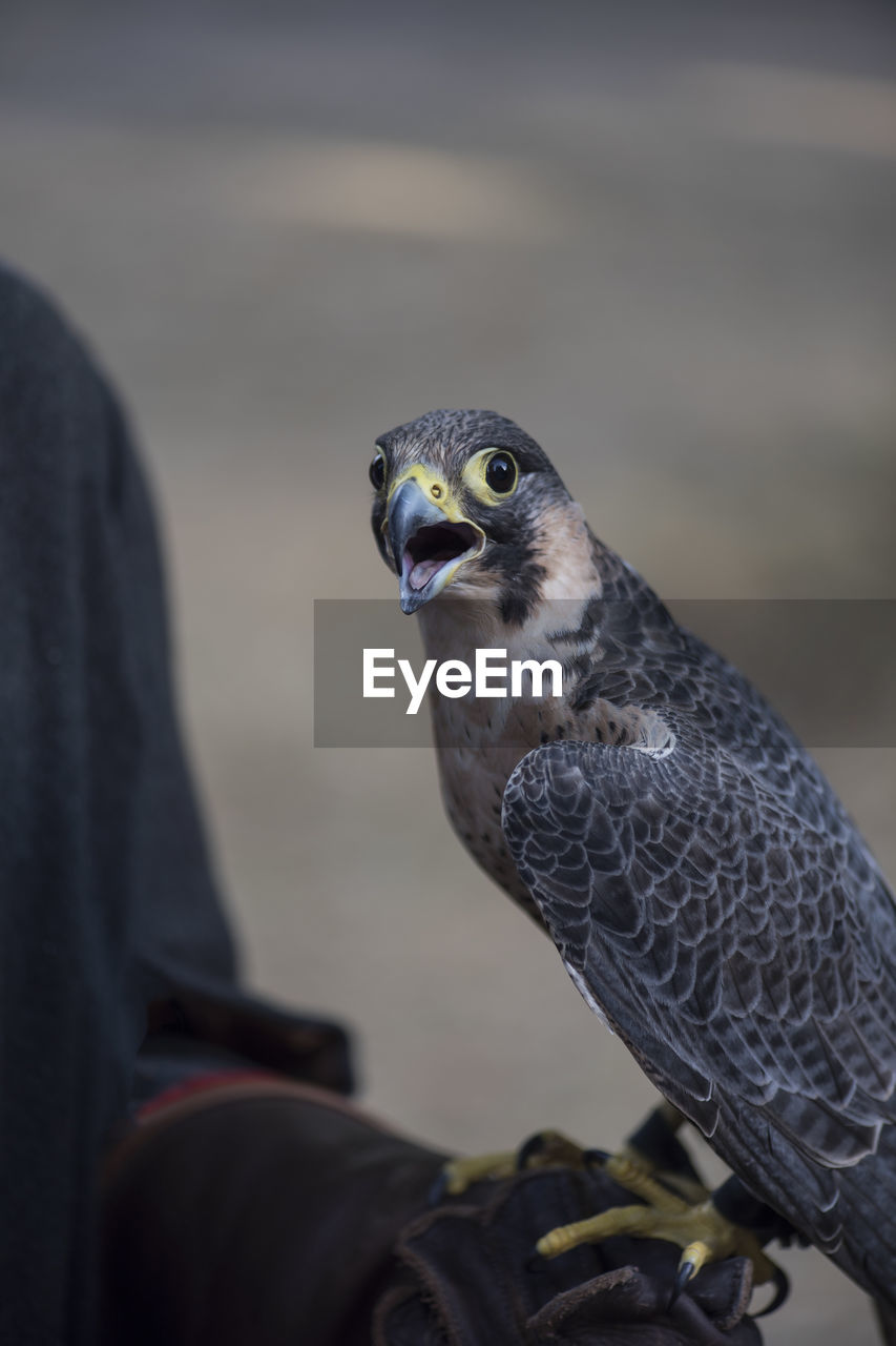 CLOSE-UP OF OWL PERCHING ON STEM