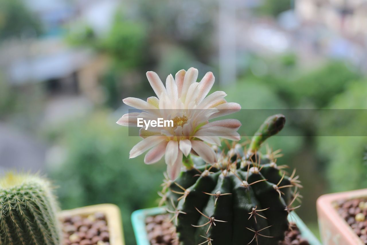 CLOSE-UP OF FRESH CACTUS FLOWER