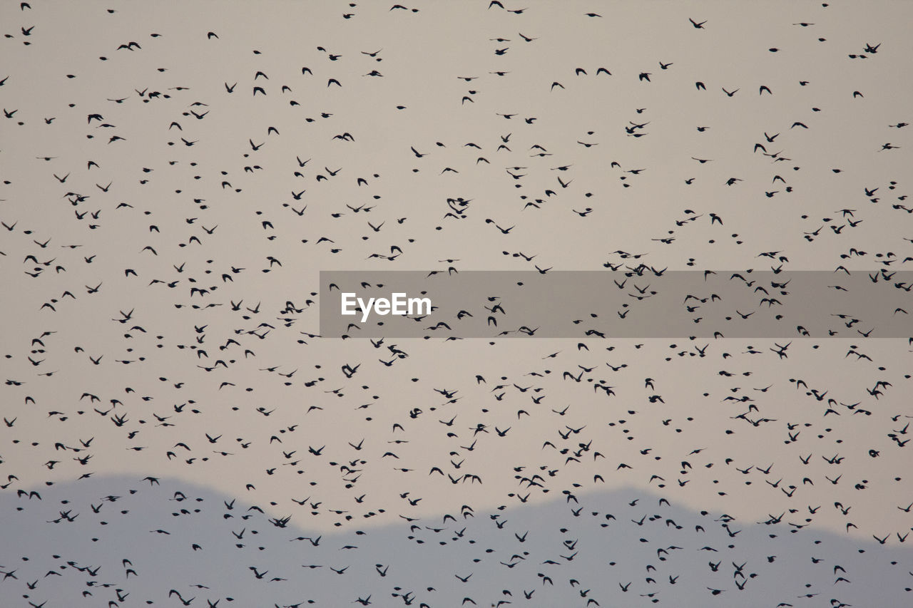 Flock of common starling in the evening