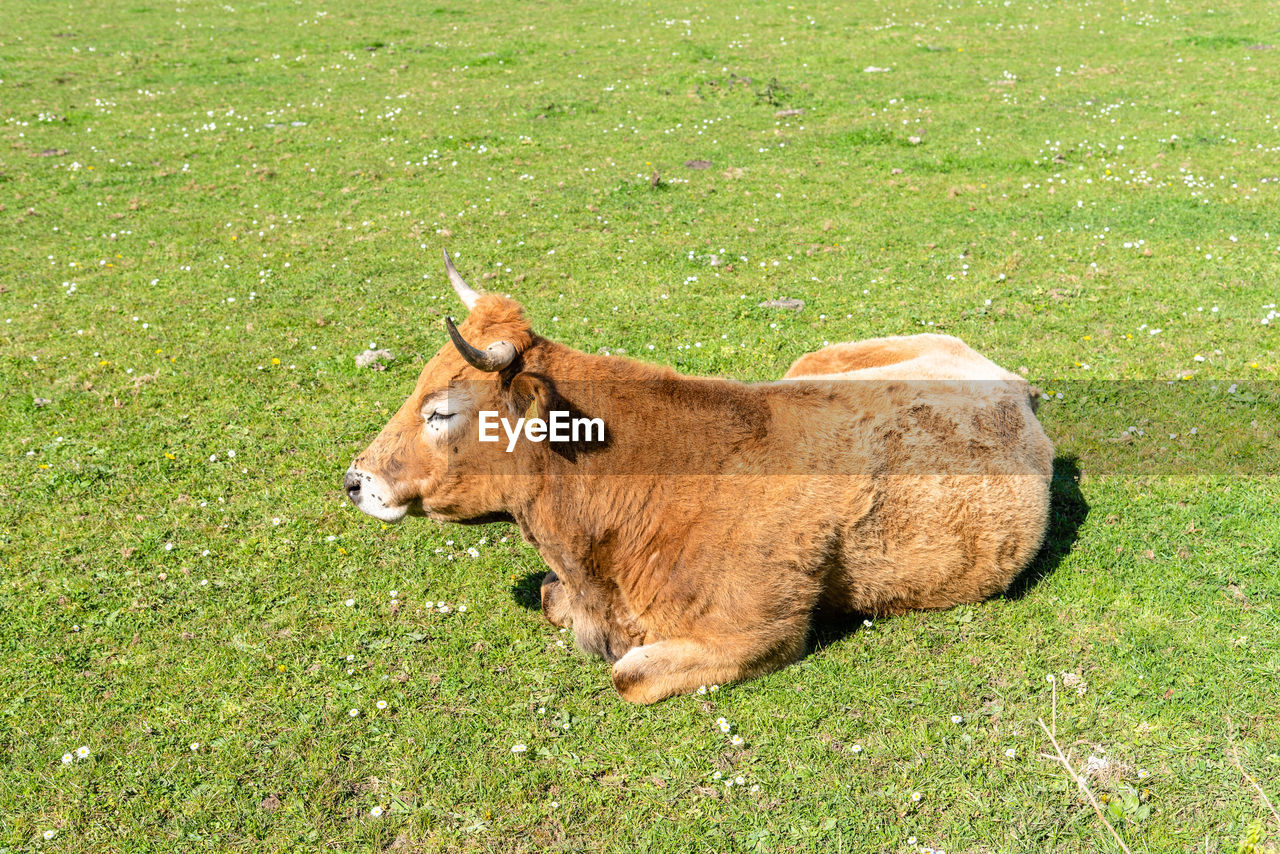 Cow in a pasture in asturias, spain