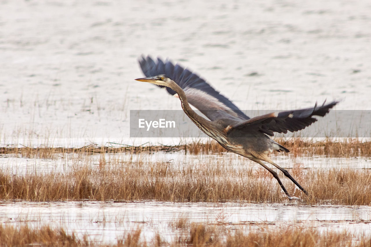 BIRD FLYING OVER A LAKE