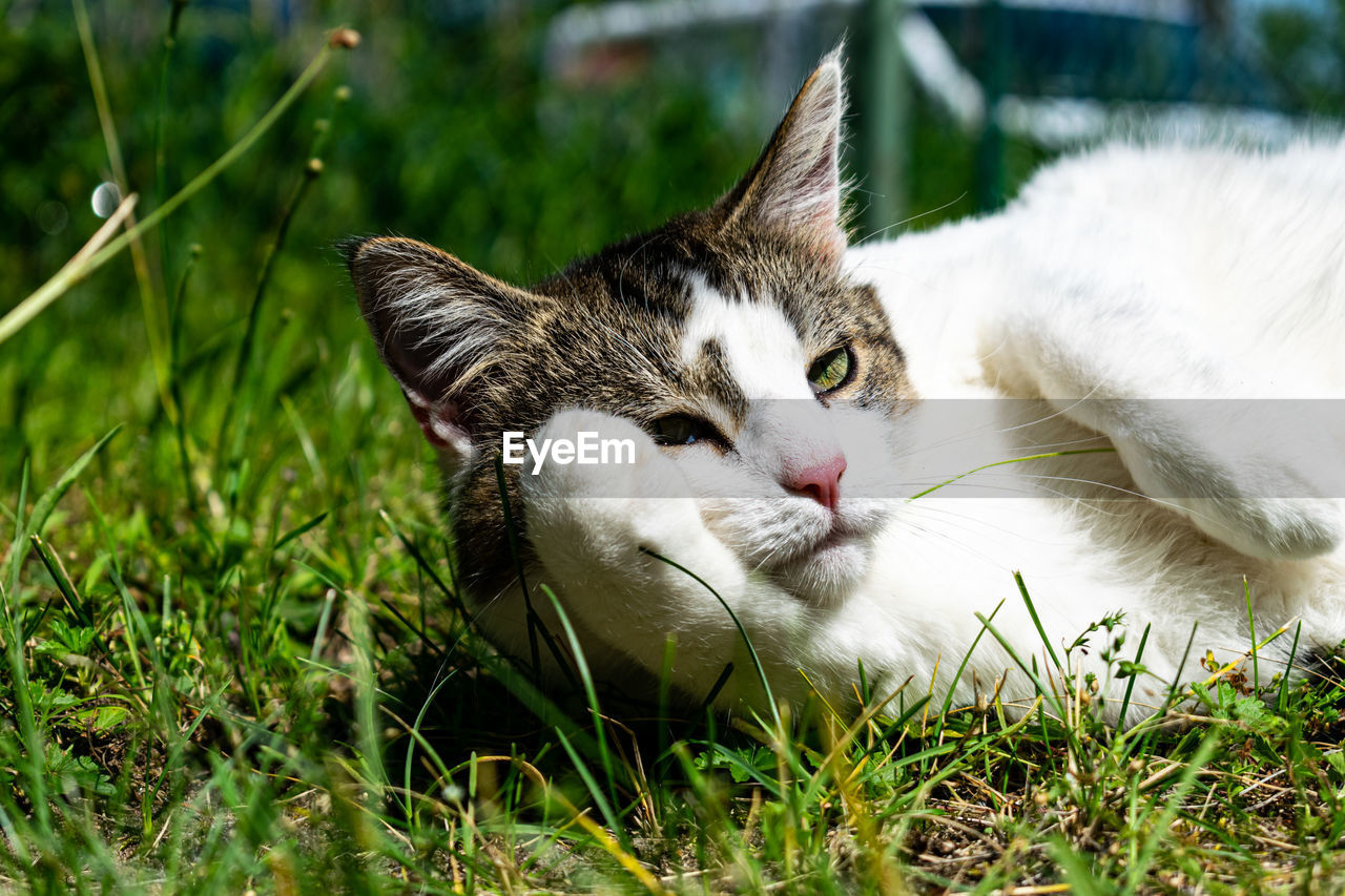 CLOSE-UP OF A CAT