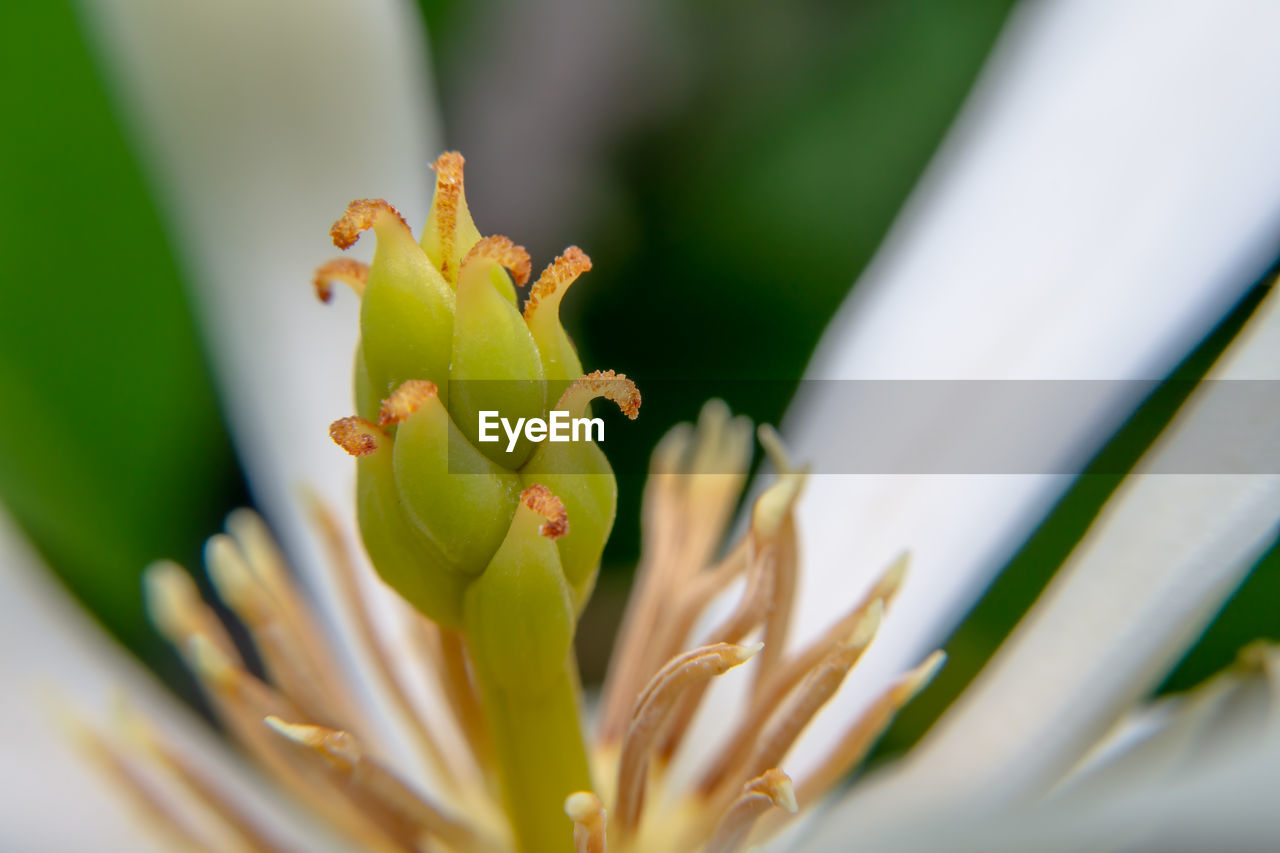 CLOSE-UP OF YELLOW FLOWER ON PLANT