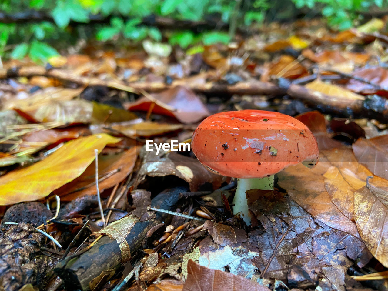 CLOSE-UP OF MUSHROOMS ON DRY LEAVES