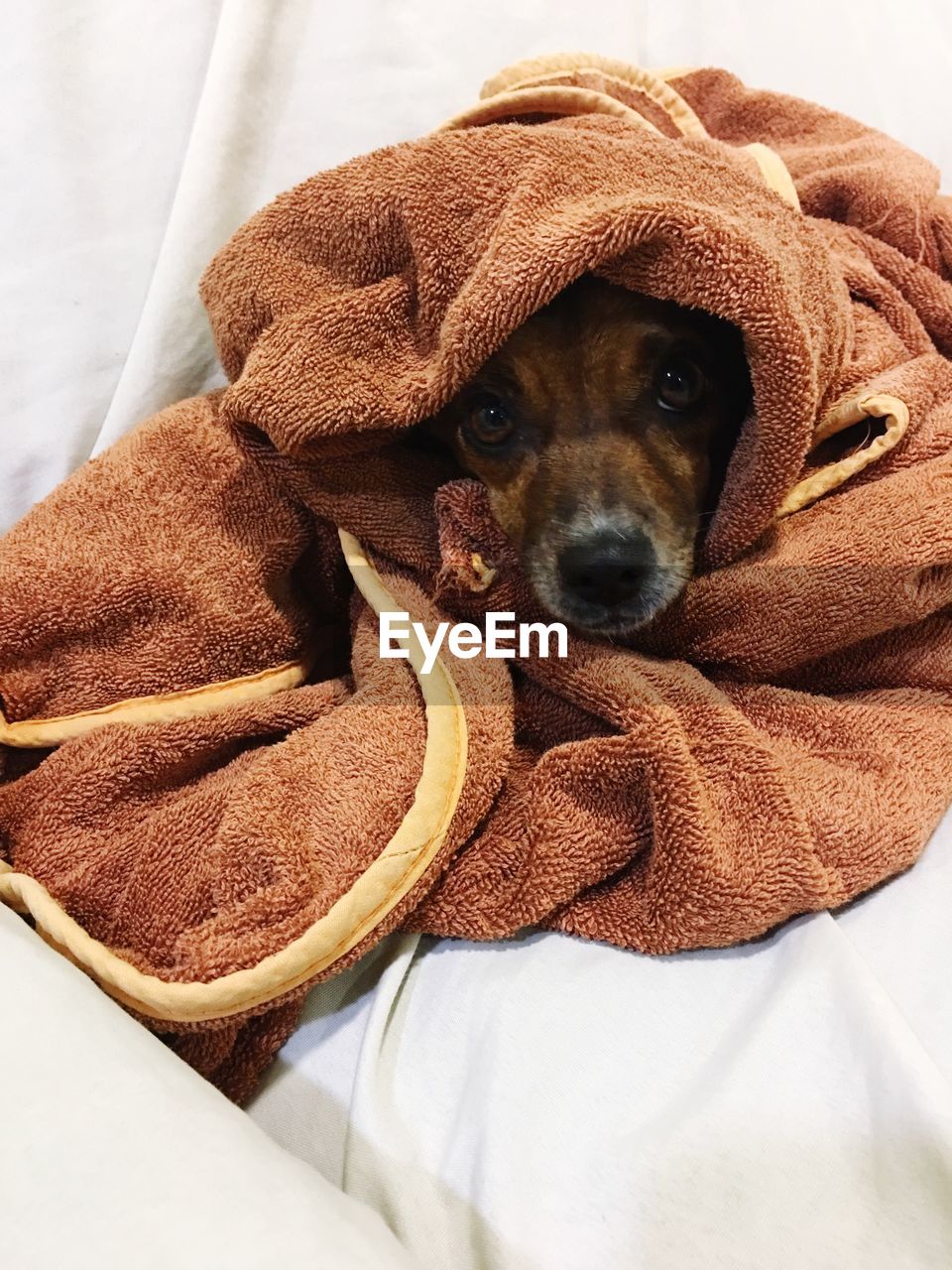 Portrait of dog wrapped in towel