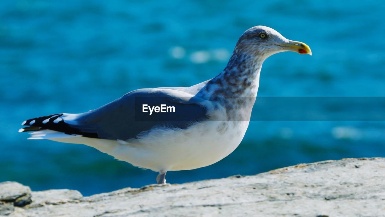 CLOSE-UP OF SEAGULL AGAINST WALL