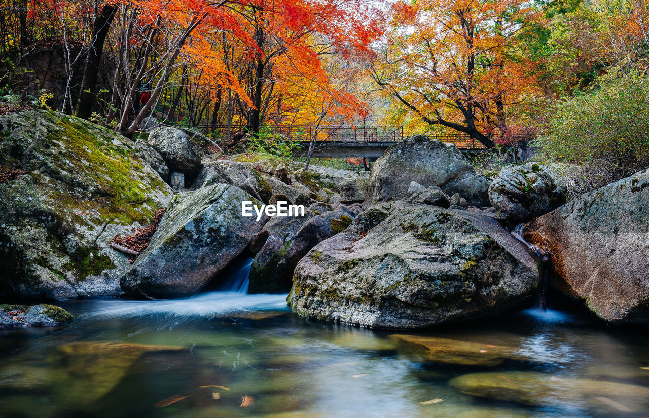 Rocks at river against trees during autumn