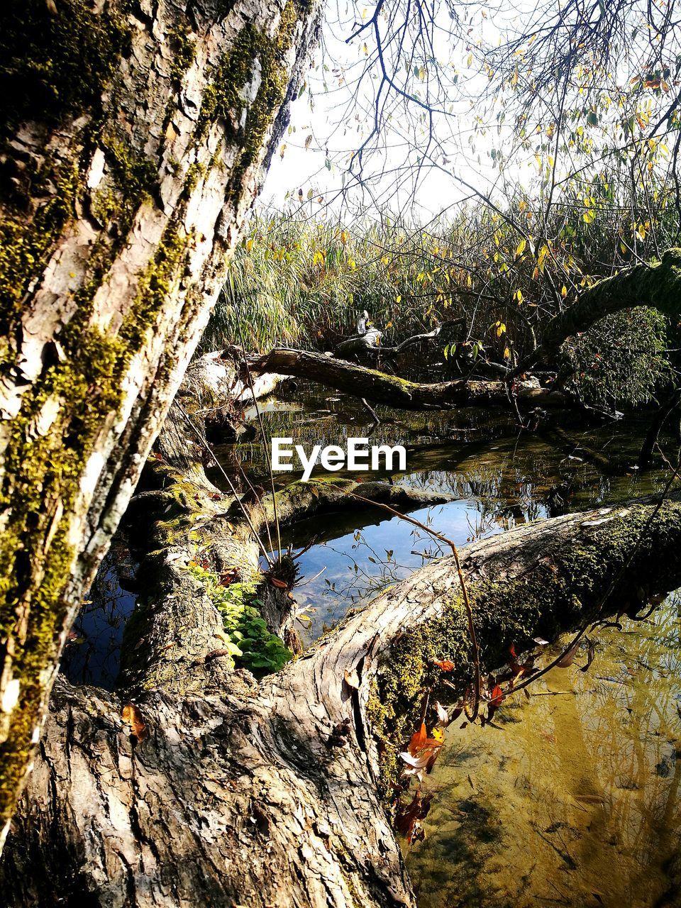 SCENIC VIEW OF LAKE WITH TREES IN BACKGROUND