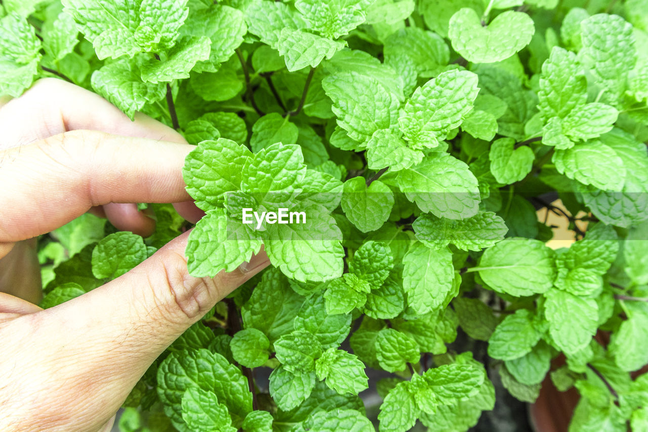 Close-up of person hand holding peppermint leaf