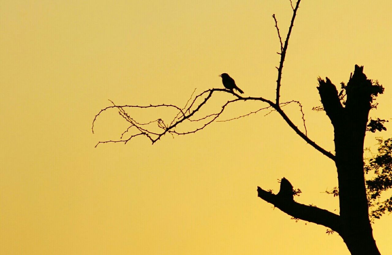LOW ANGLE VIEW OF BARE TREES AT SUNSET
