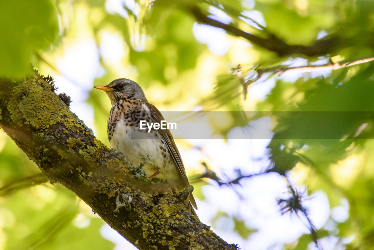 LOW ANGLE VIEW OF BIRD PERCHING ON PLANT