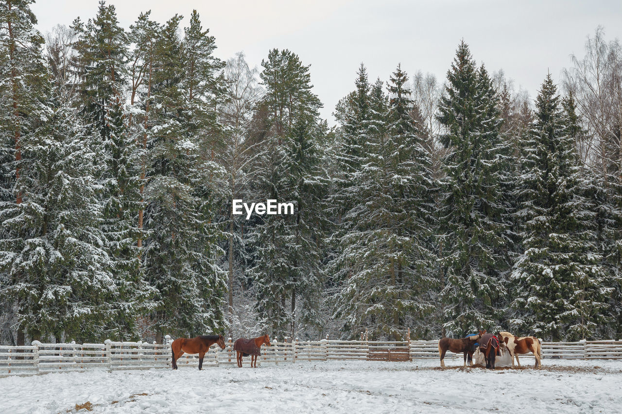 HORSES ON SNOW COVERED FIELD