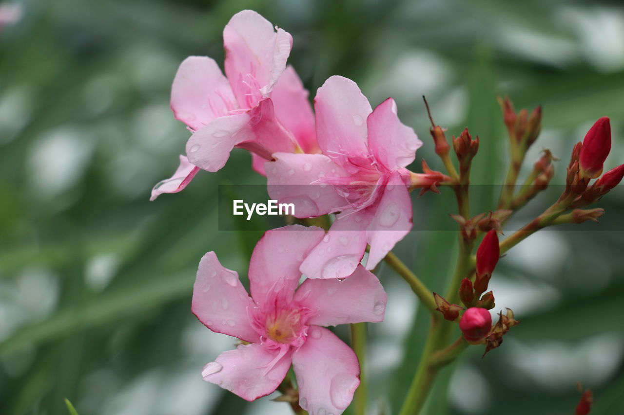Close-up of pink flowers blooming outdoors
