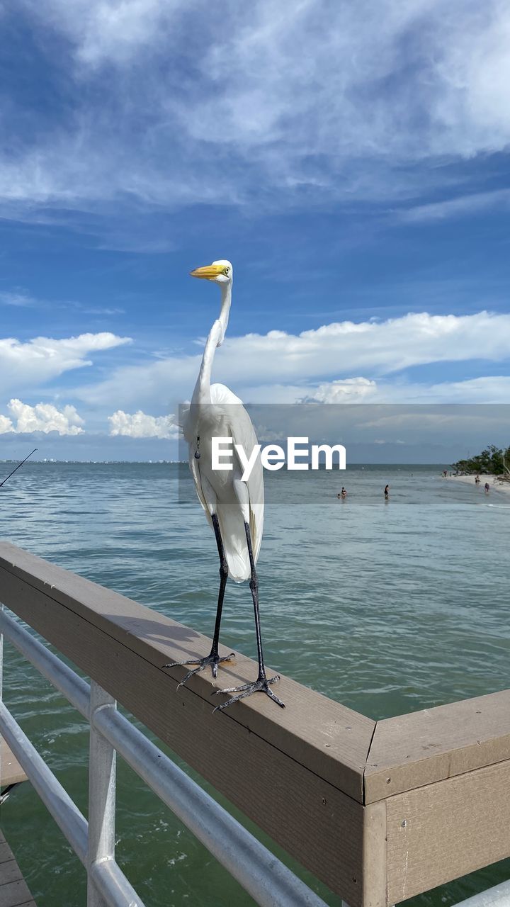 Seagull on railing by sea against sky