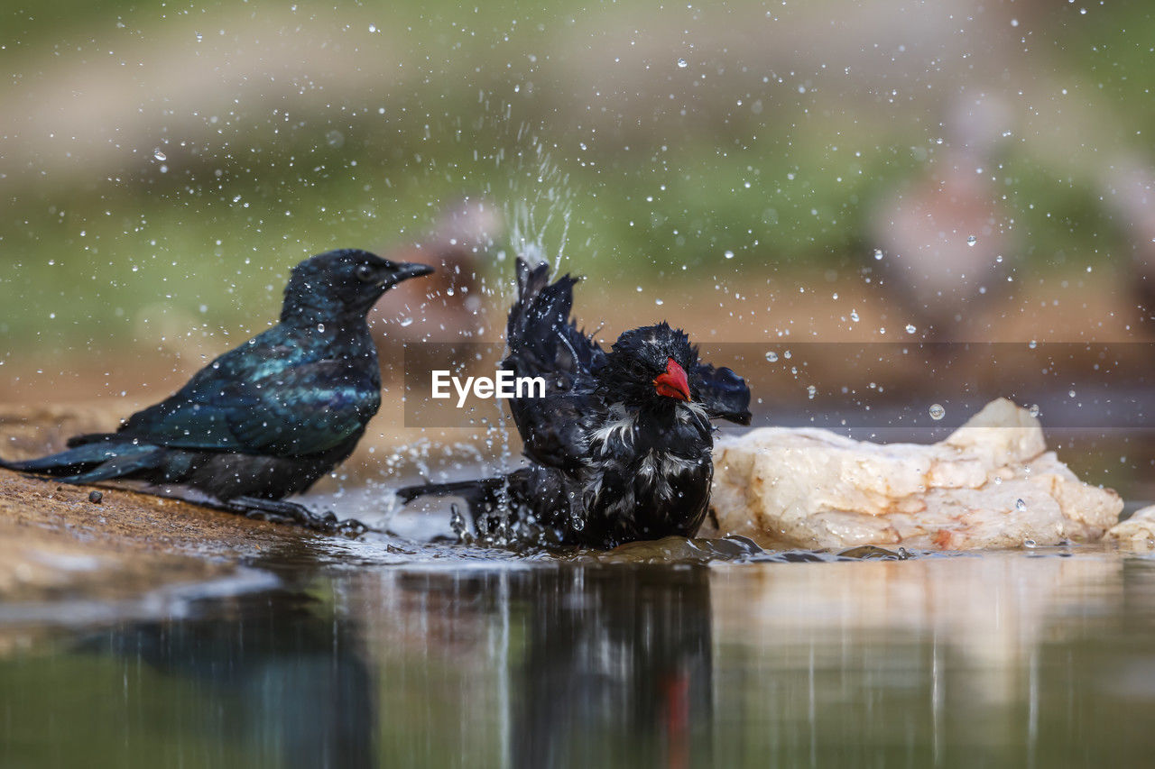 animal themes, animal, bird, animal wildlife, wildlife, water, nature, group of animals, no people, two animals, outdoors, lake, reflection, beauty in nature