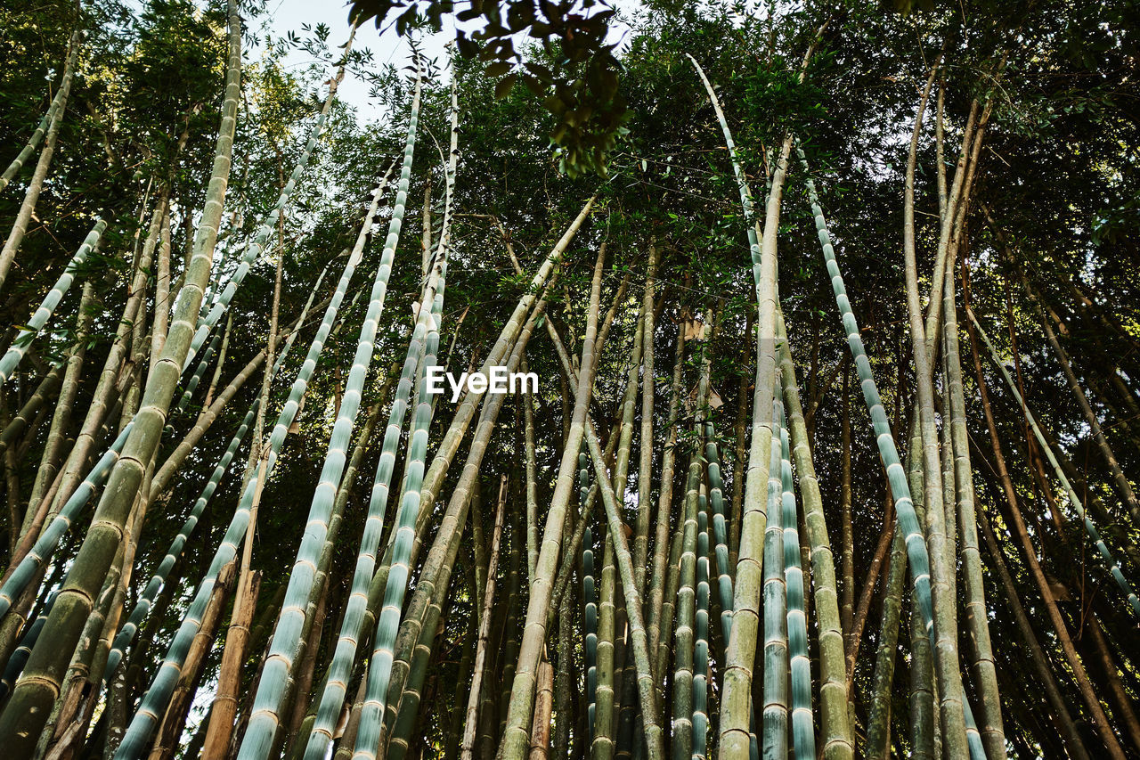 LOW ANGLE VIEW OF BAMBOO FOREST