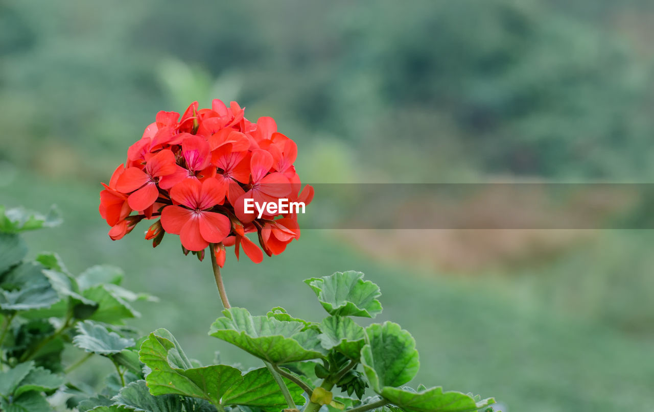 Close-up of red flower blooming outdoors