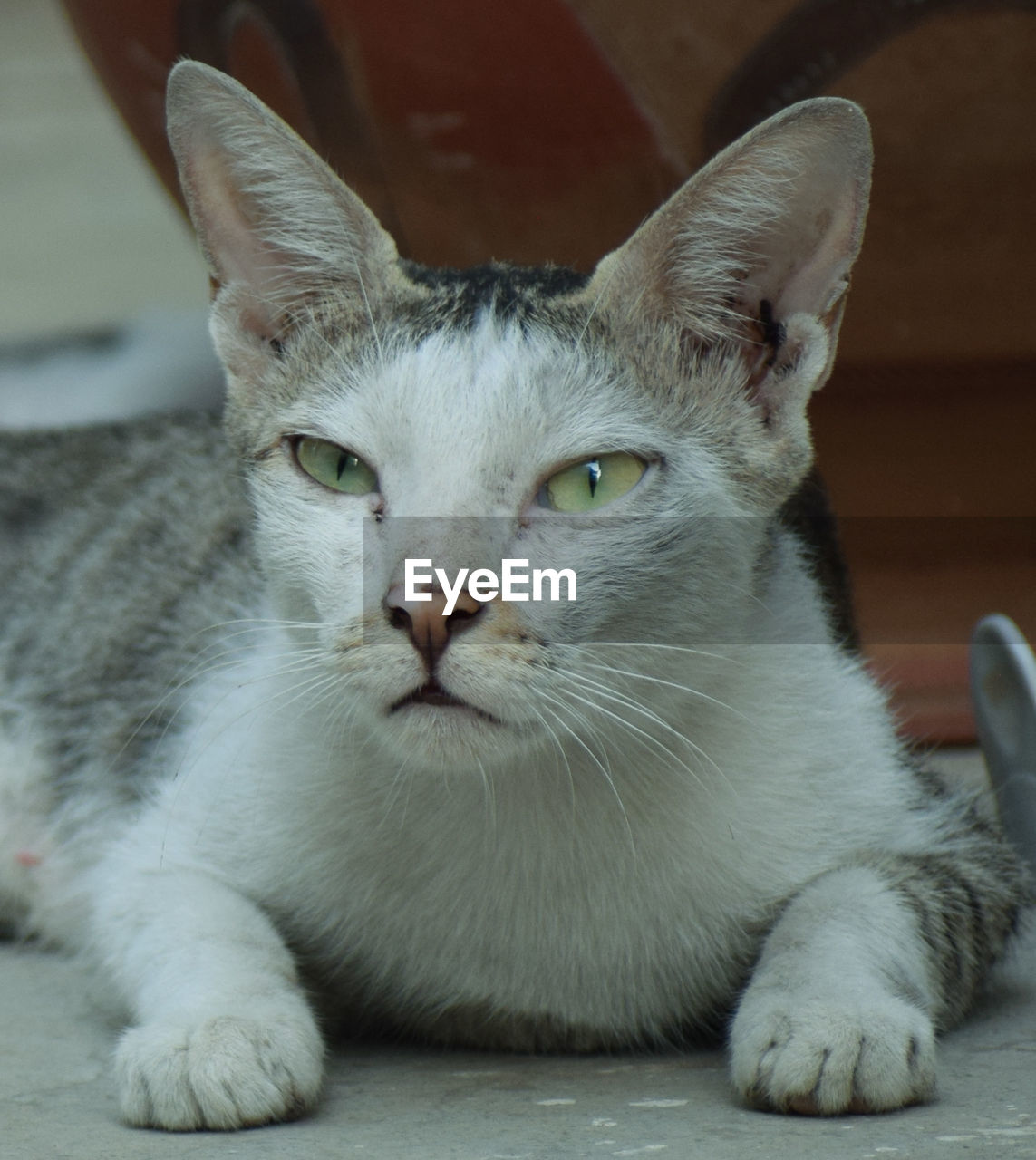 CLOSE-UP PORTRAIT OF A CAT