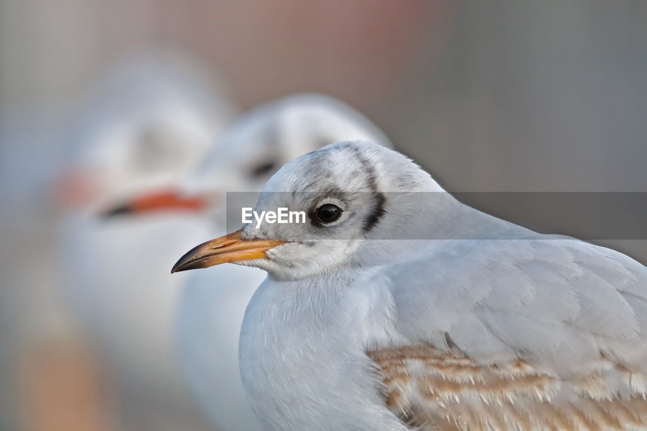 Close-up of seagull