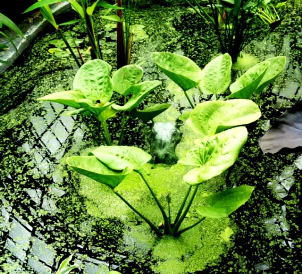 PLANTS GROWING ON A TREE TRUNK