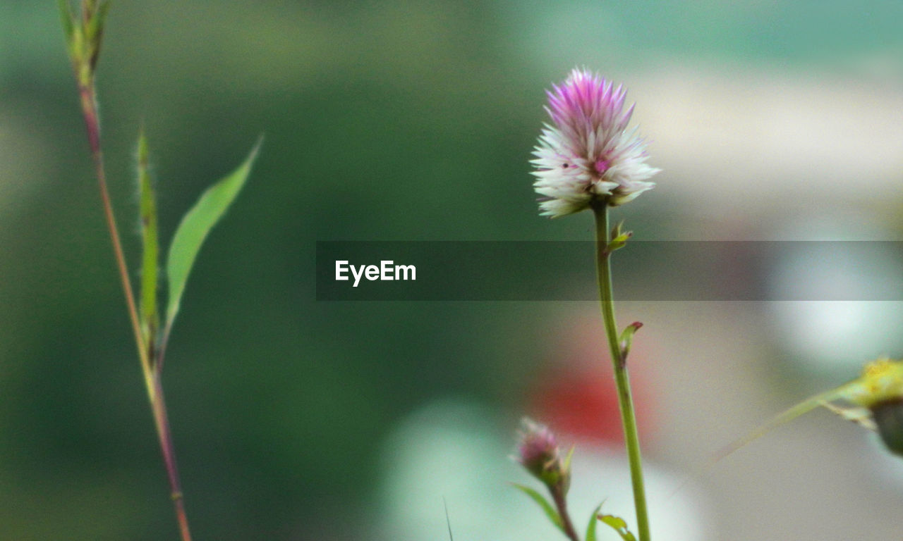 CLOSE-UP OF PINK FLOWERS BLOOMING