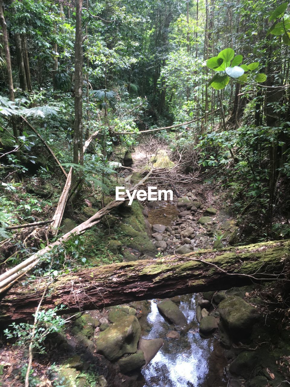 VIEW OF TREES IN FOREST