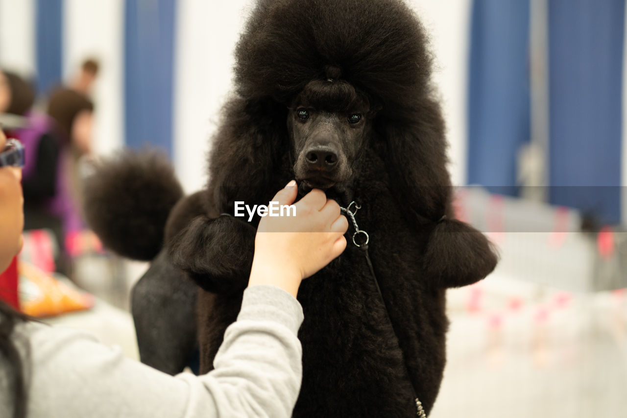 Black poodle gets a treat from a human hand