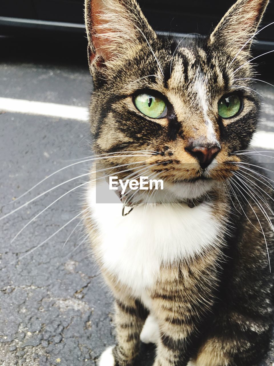Close-up portrait of tabby sitting on street