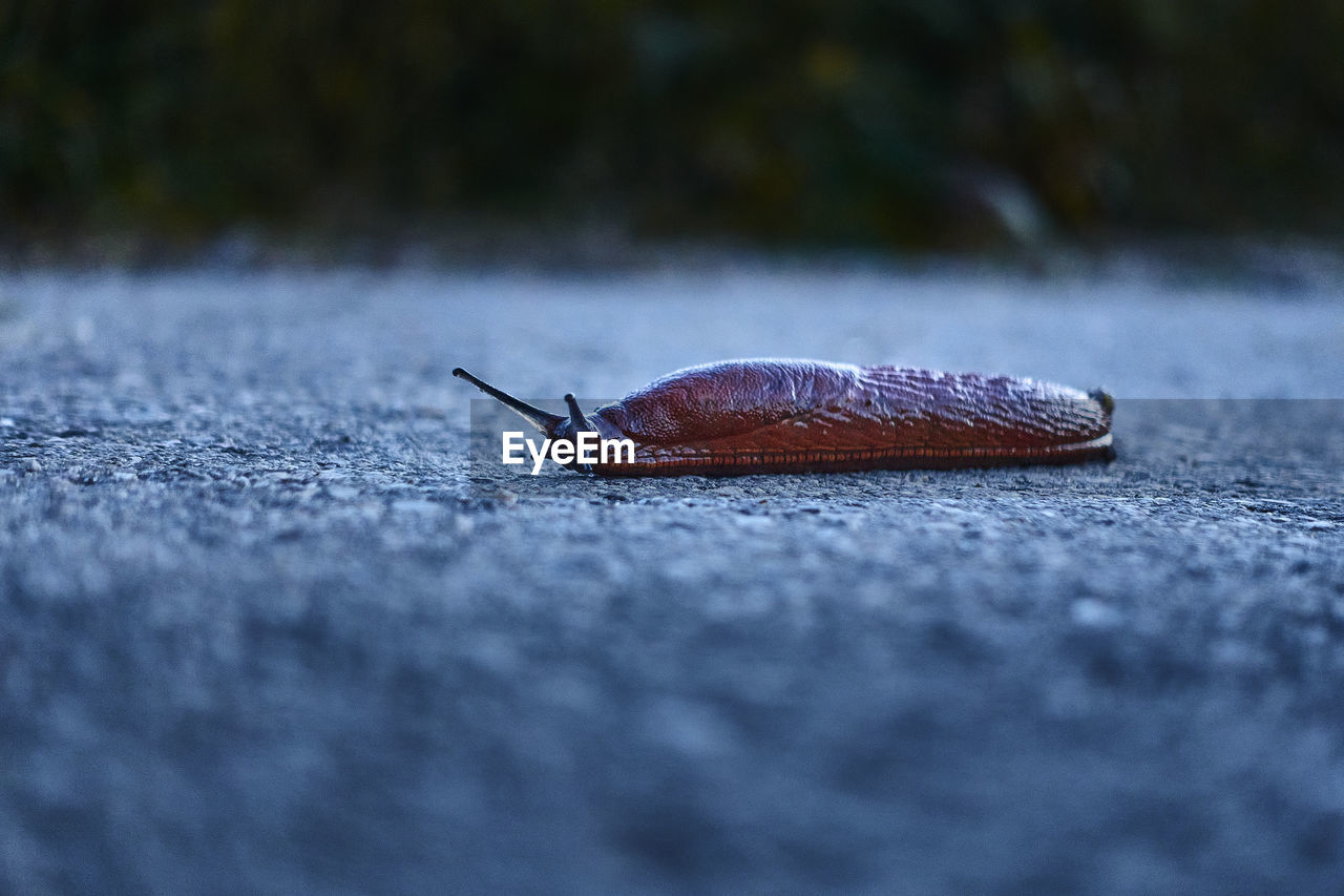 Close-up of snail