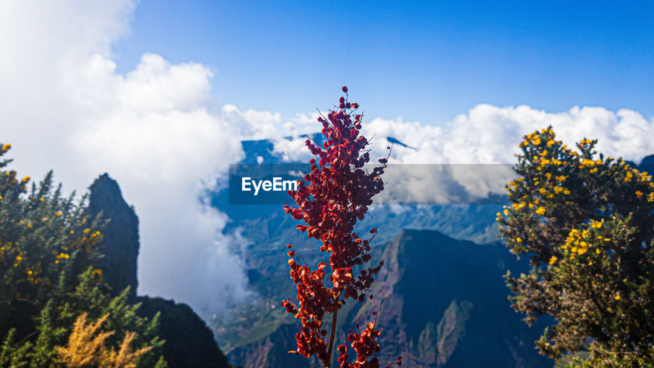 LOW ANGLE VIEW OF FLOWERING PLANT AGAINST SKY