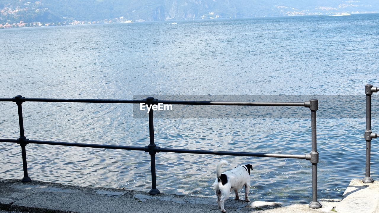 Dog standing on pier