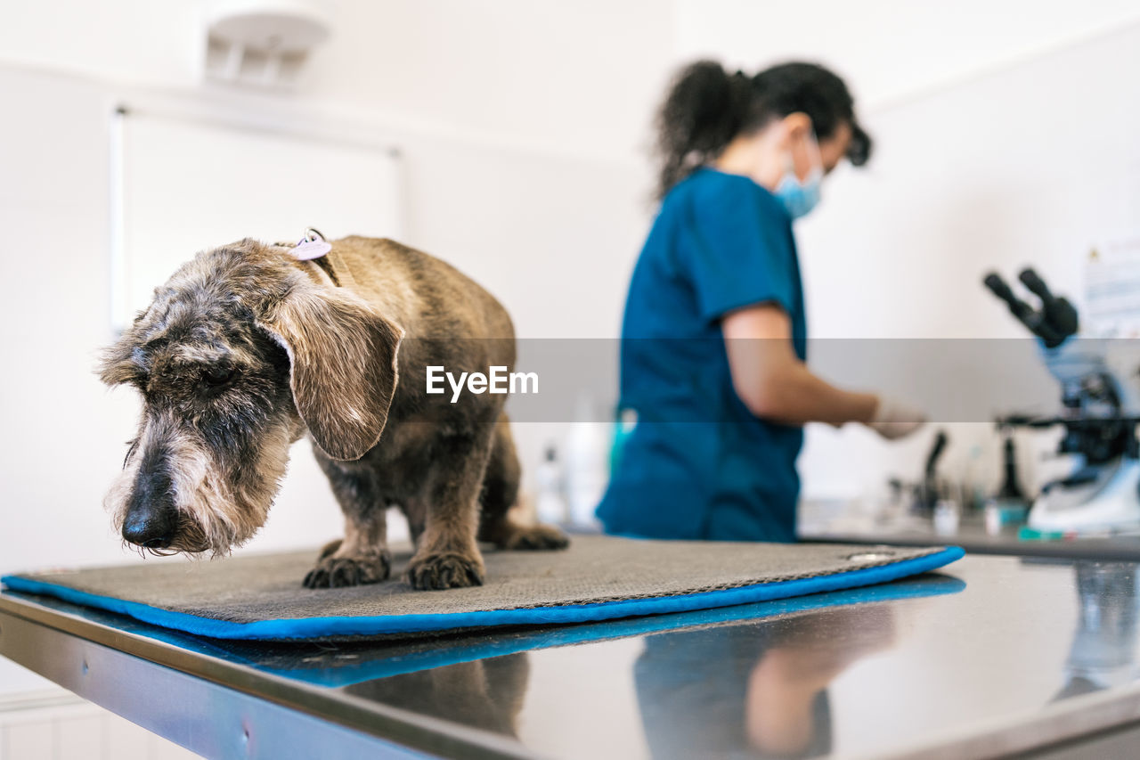 Unrecognizable doctor examining senior dog on table during appointment in modern veterinary clinic