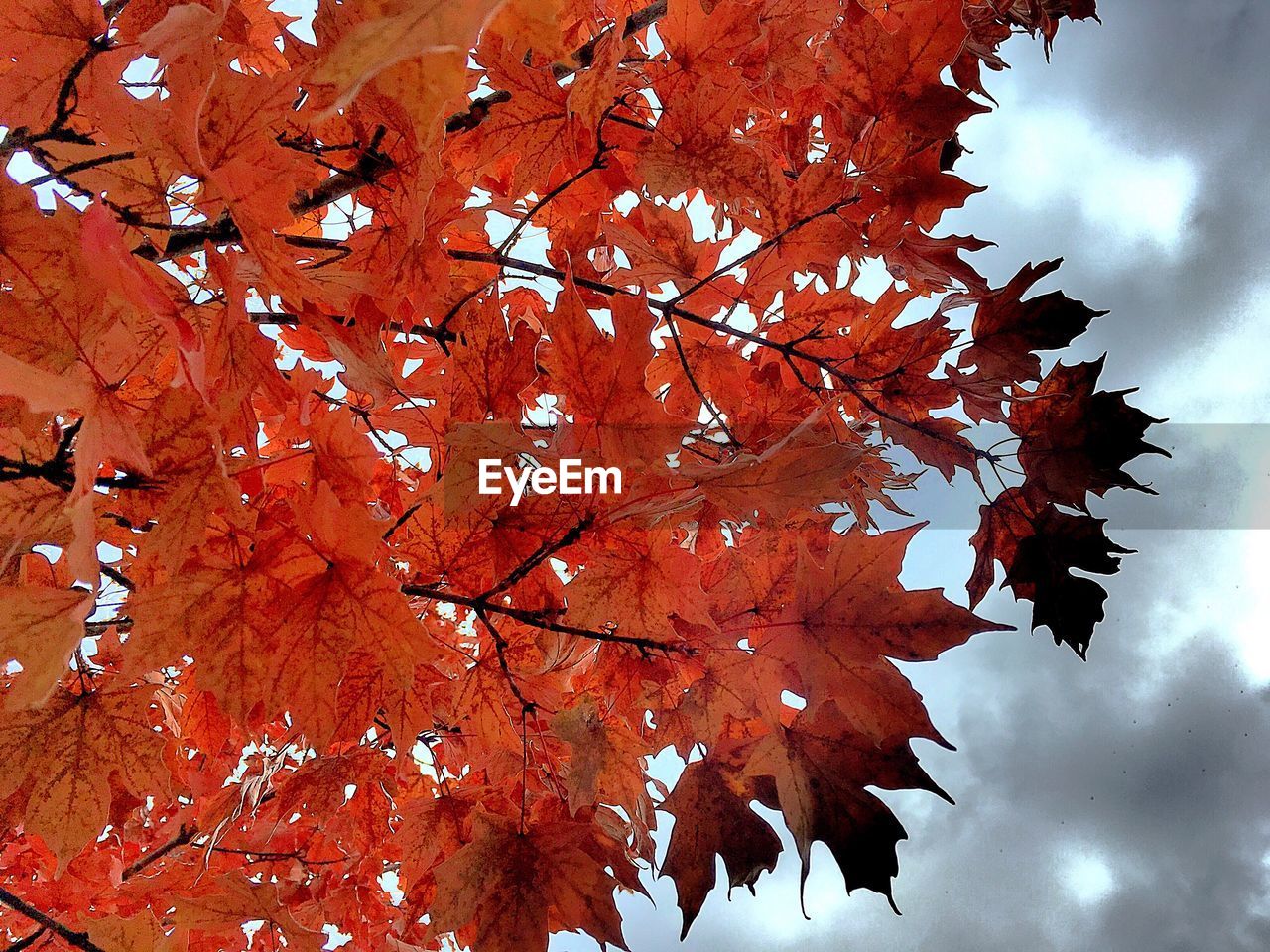 LOW ANGLE VIEW OF TREE AGAINST SKY