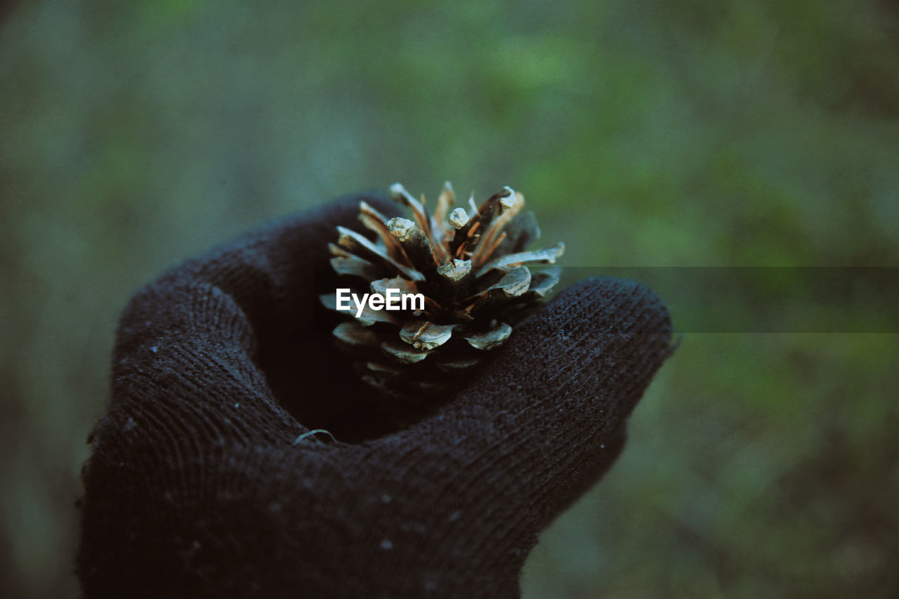 Close-up of hand wearing glove holding pine cone outdoors