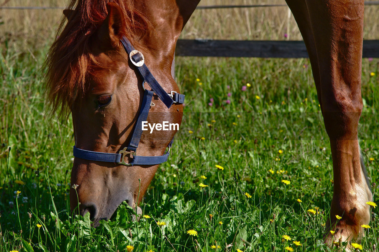 HORSES STANDING ON FIELD