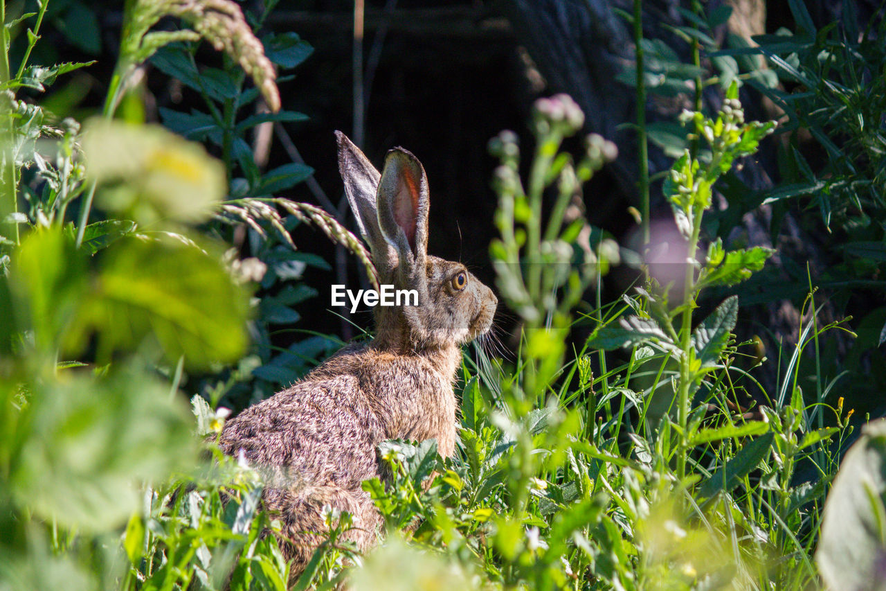 Side view of rabbit 