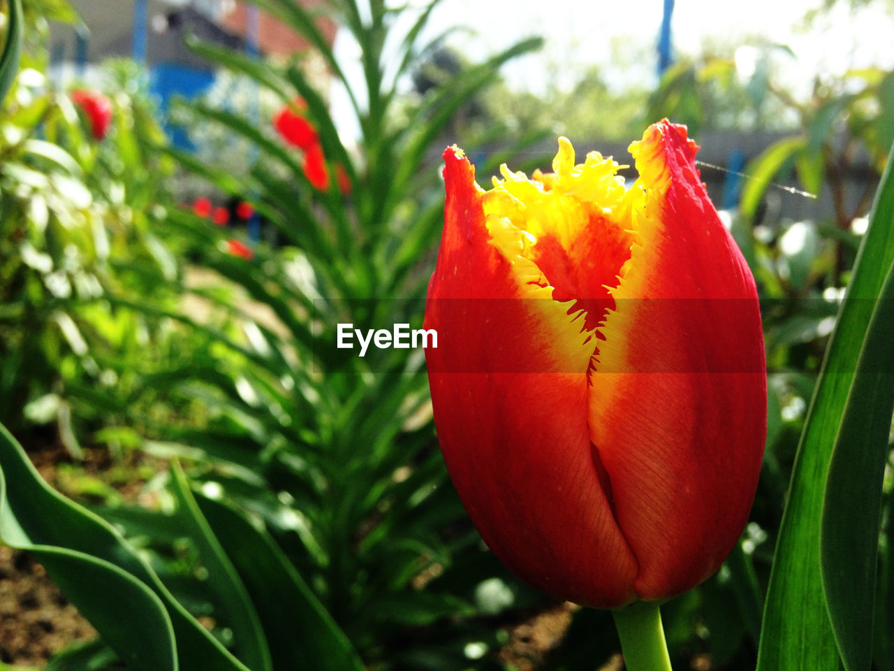 Close-up of flower blooming on plant