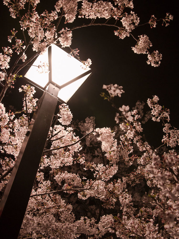 LOW ANGLE VIEW OF TREES