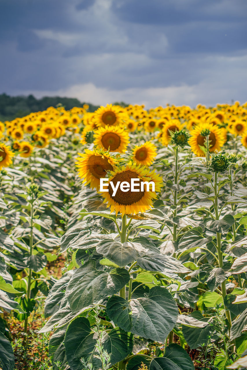 Close-up of yellow flowering plants against sky