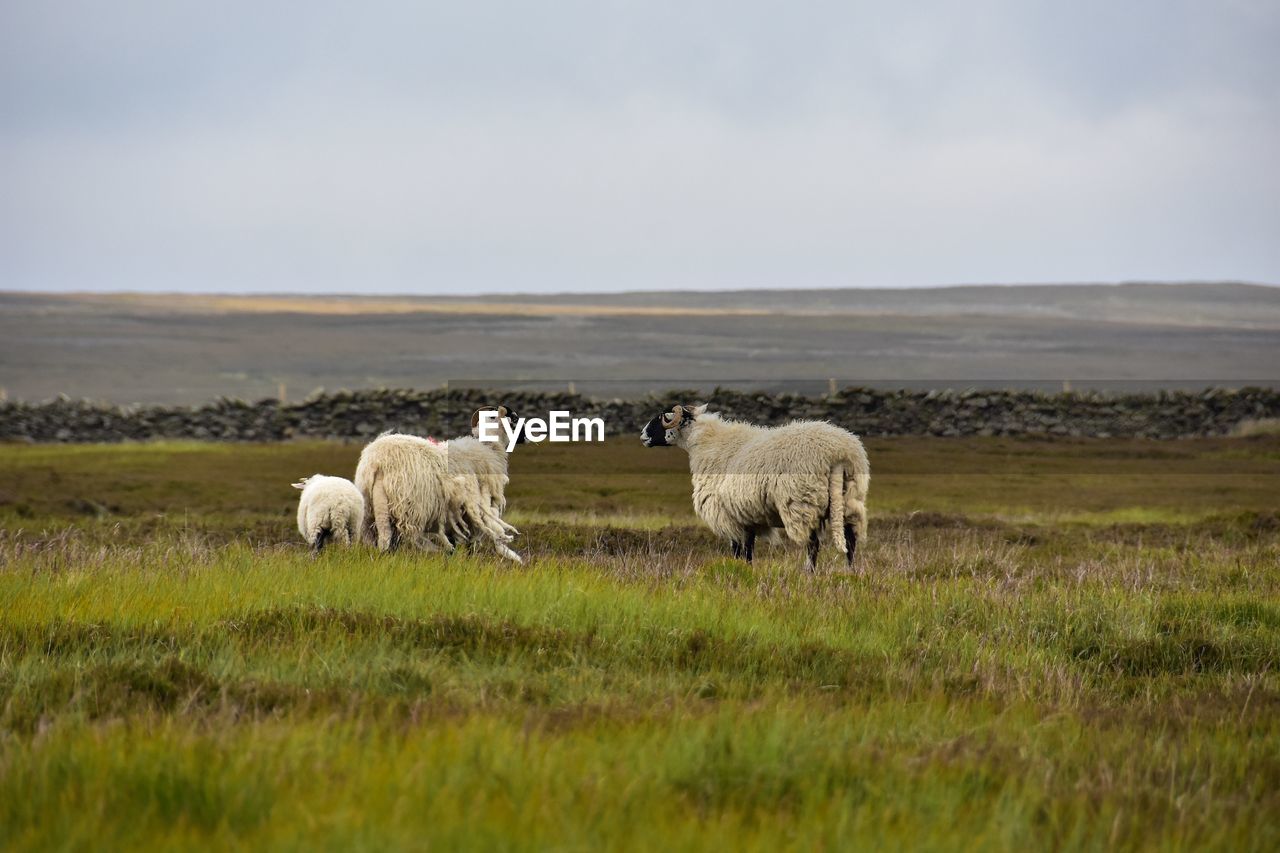 SHEEP GRAZING IN THE FIELD