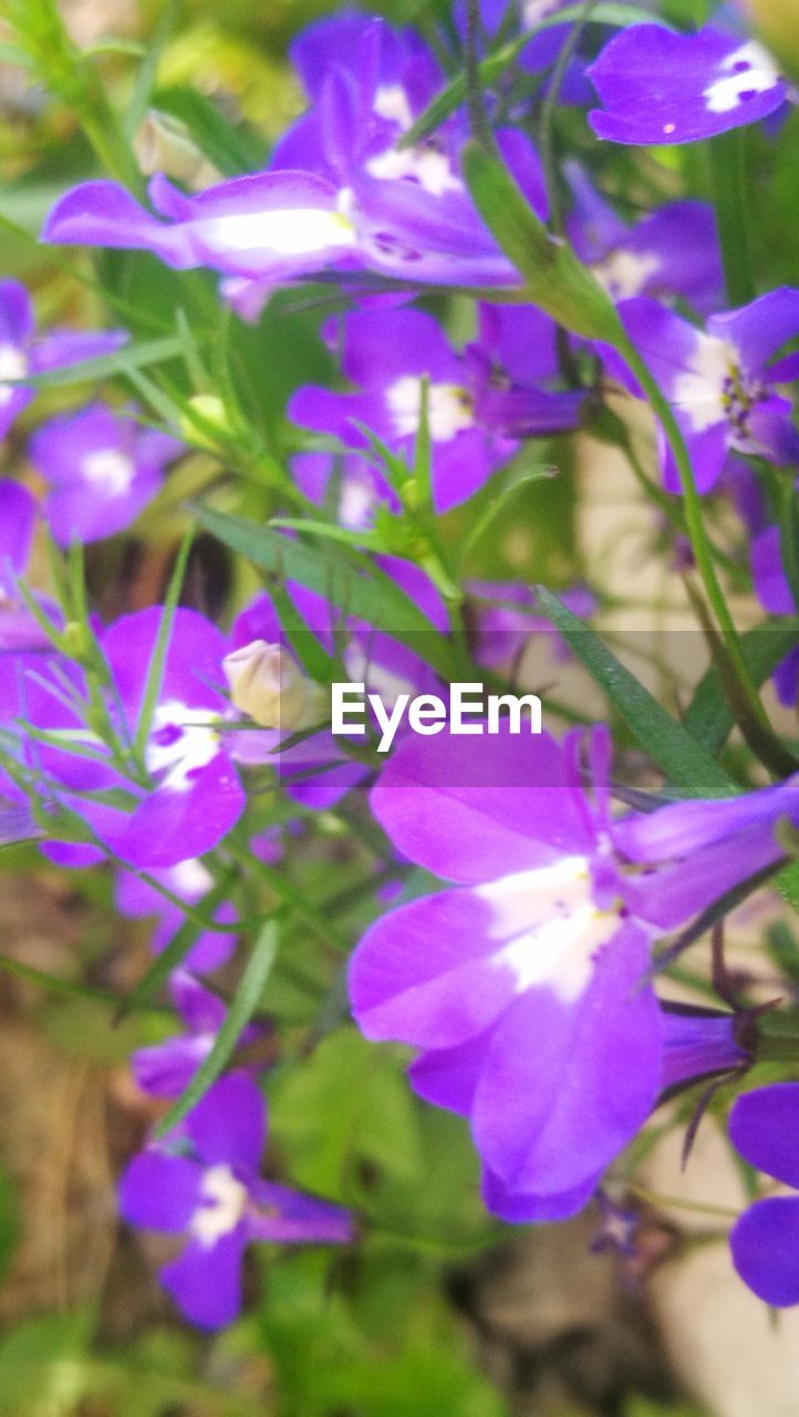 CLOSE UP OF PURPLE FLOWERING PLANTS