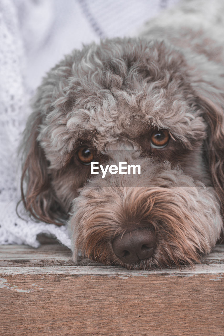 one animal, dog, canine, pet, domestic animals, mammal, animal themes, animal, portrait, looking at camera, puppy, cute, cockapoo, animal hair, carnivore, no people, relaxation, lap dog, animal body part, havanese, young animal, lying down