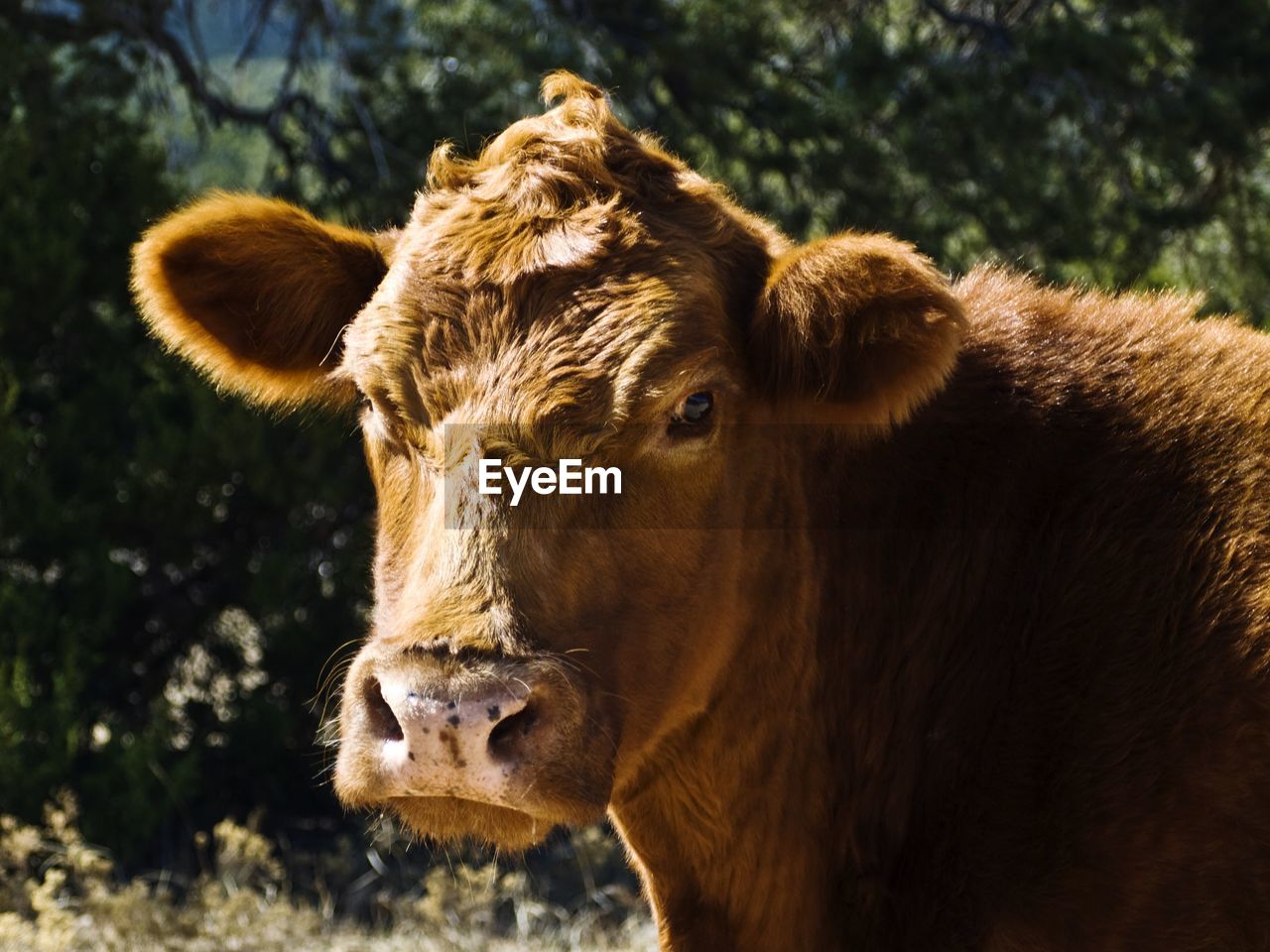 Portrait of red angus cow against trees