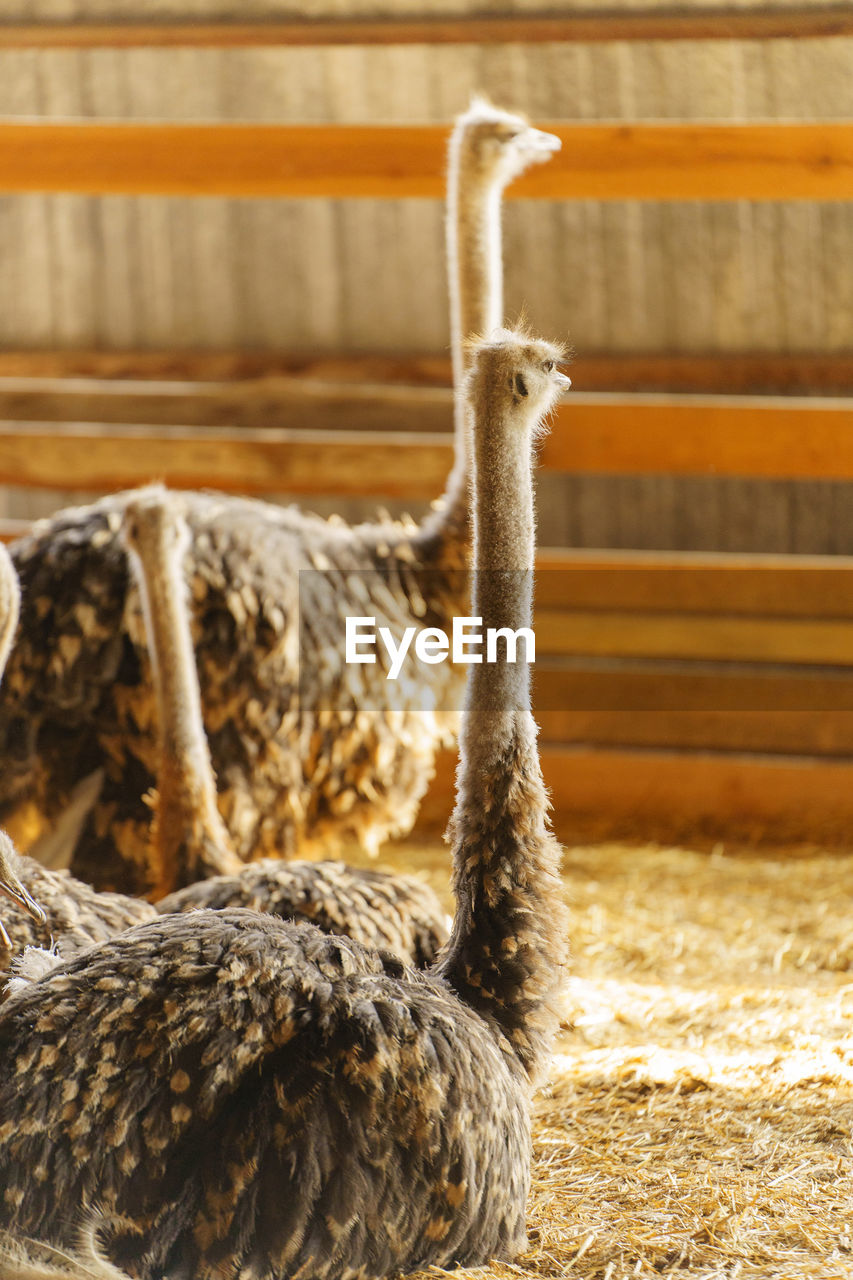 animal themes, animal, bird, one animal, animal wildlife, wildlife, no people, ostrich, mammal, domestic animals, nature, beak, day, livestock, agriculture, ratite, focus on foreground, outdoors, farm, pet, close-up